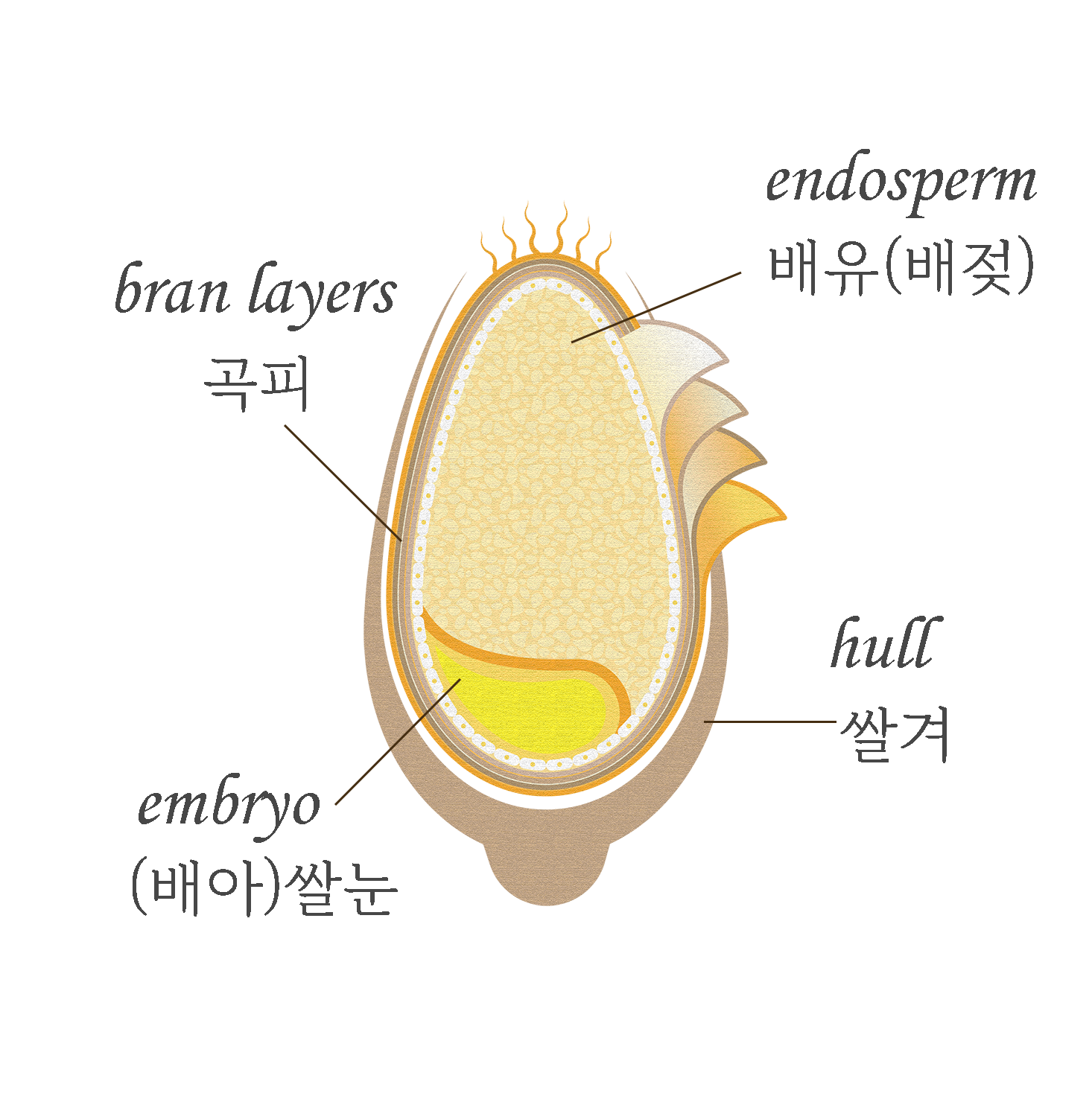 아밀로펙틴 구조